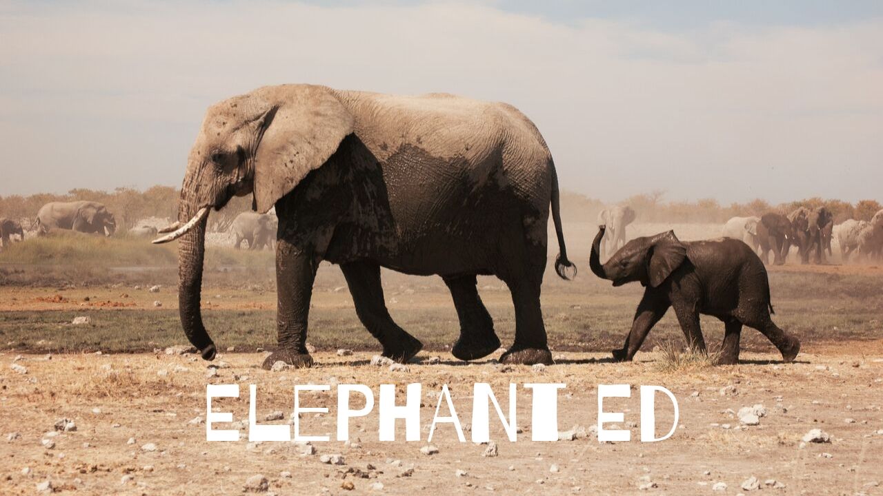 Elephant Ed - CreativeCubes.Co
